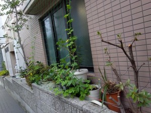 剪定